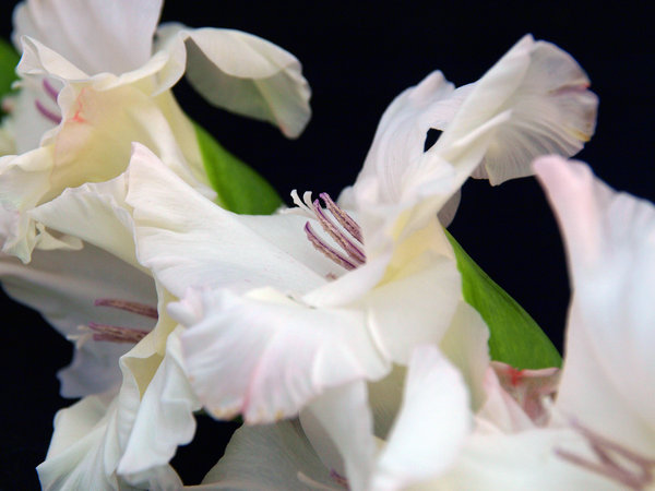 Gladiolus