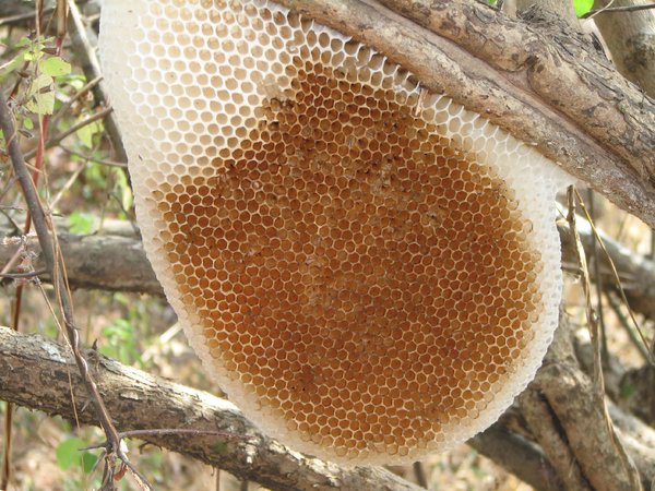 Empty Bee Hive