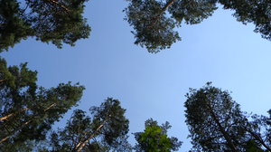 coniferous