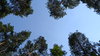 Belarusian Forest