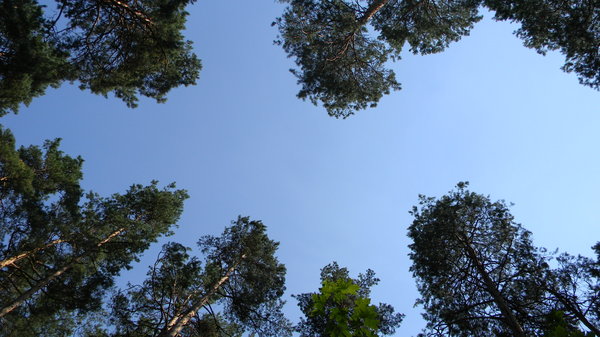 Belarusian Forest