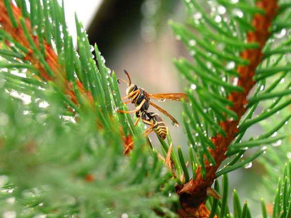 Wasp on pine branch