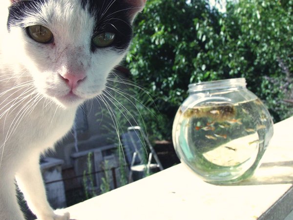 cat with guppies