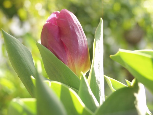 sunset tulip