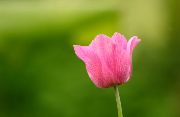 anemone  flower 1
