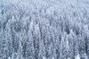 las i śnieg