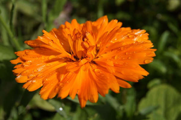 marigold after rain