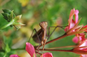 Head+antenna