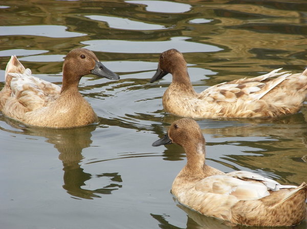 Female ducks