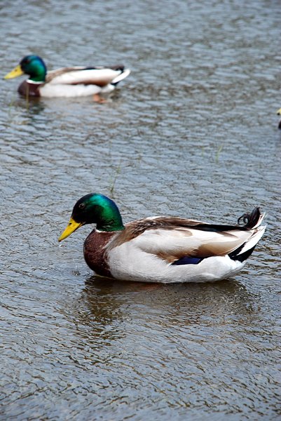 Lake ducks 2