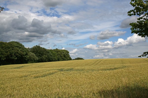 Sussex field
