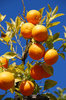 naranjas en un árbol