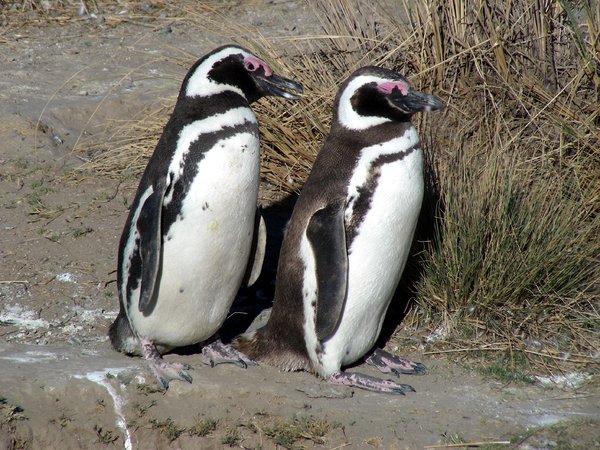 magellenic penguins
