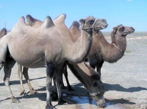 thirsty camels