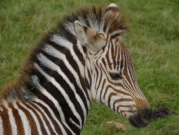 Baby Zebra ( 7 days )