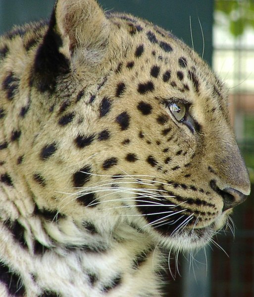 Leopard (Close-Up)