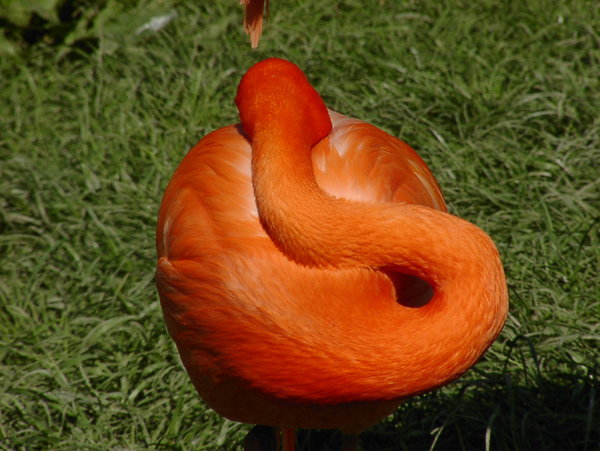 Sculpture Rose (Flamingo)