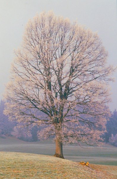 Frosty Morning / Lonely Tree