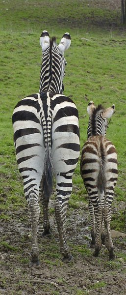 Striped couple ( mom & son zeb