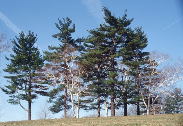 Group of Trees in Gettysburg