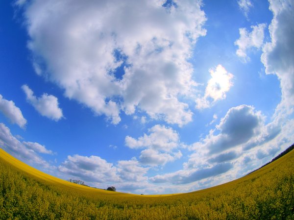 Oil seed field and fish eye - 