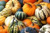 Pumkins, squashes & gourds 1