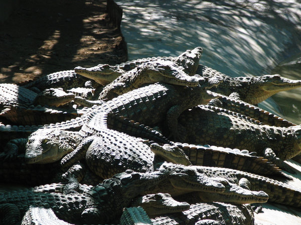 Crocodile 3