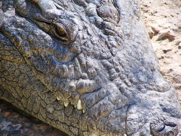 Crocodile 7