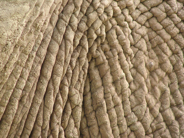 Elephant Skin