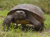 Florida Gopher-Schildkröte