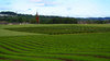 Fields