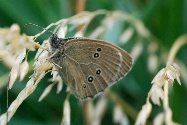 Butterfly from the Satyridae