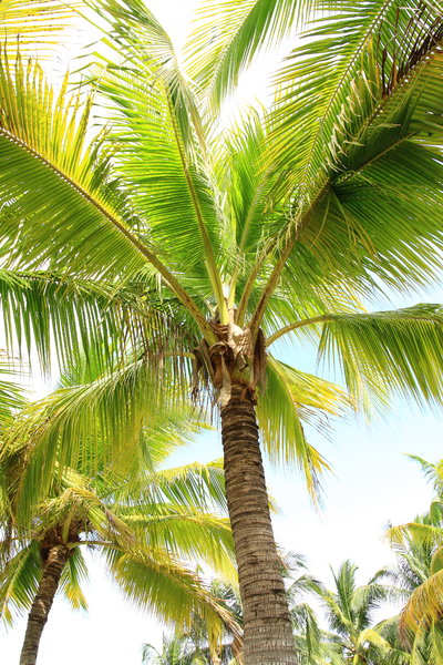 Coconut Trees 2