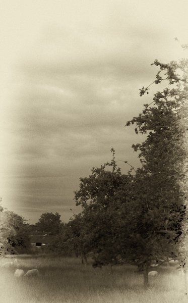 Sheep in an English orchard