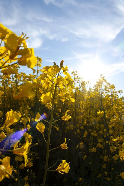 Rape field