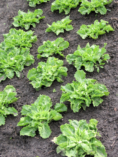 organic endive salad field