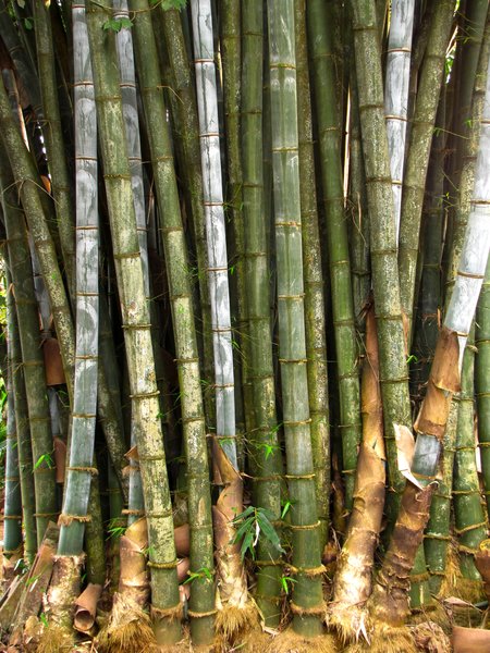 Bamboo Groove
