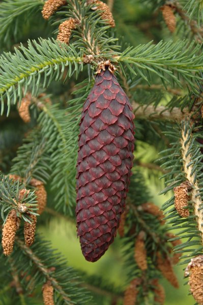 Purple pine cone