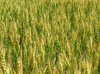 Wheat field texture