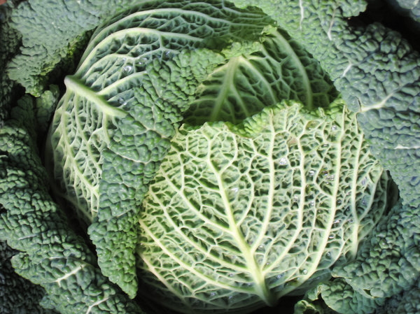 organic savoy cabbage texture 