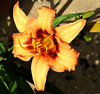 golden lilly