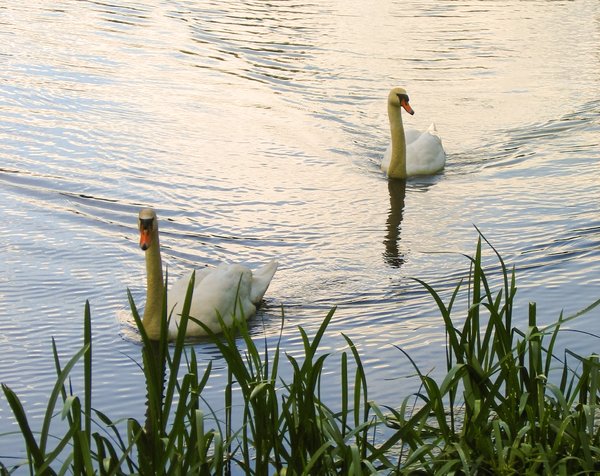 a pair of swans 2
