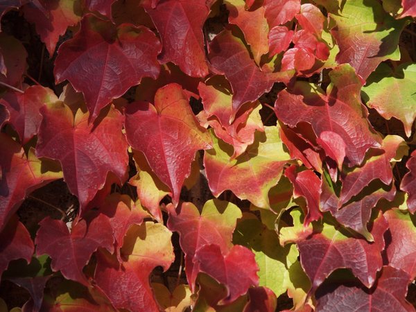 Texture: Autumn leafs