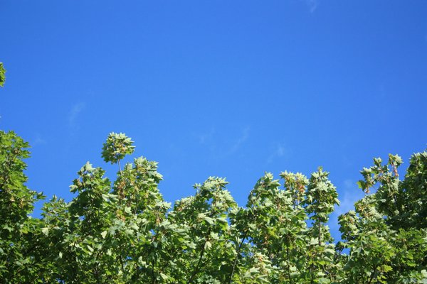 Windblown tree against blue sk