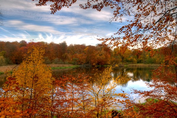 Forest lake - HDR
