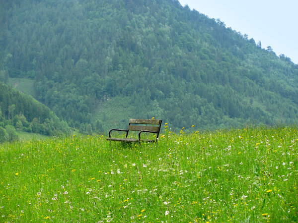 bench in nature
