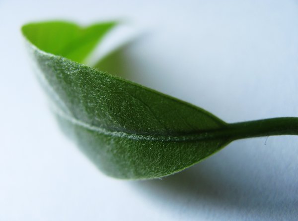 hairy green leaf