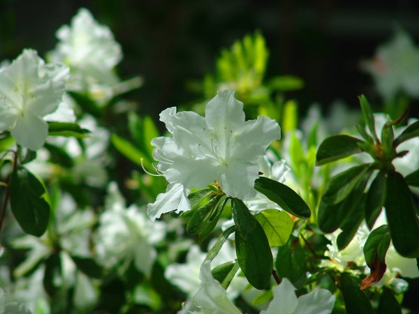 White Flowers in the Garden