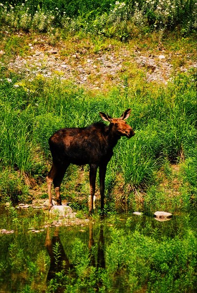 Moose at a water hole 3
