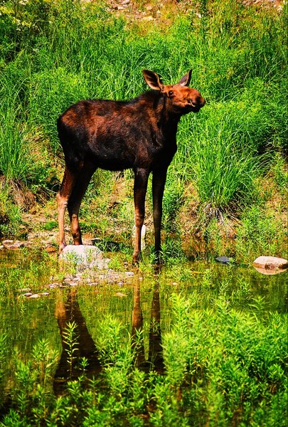 Moose at a water hole 1